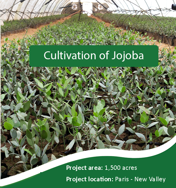 Cultivation of Jojoba.