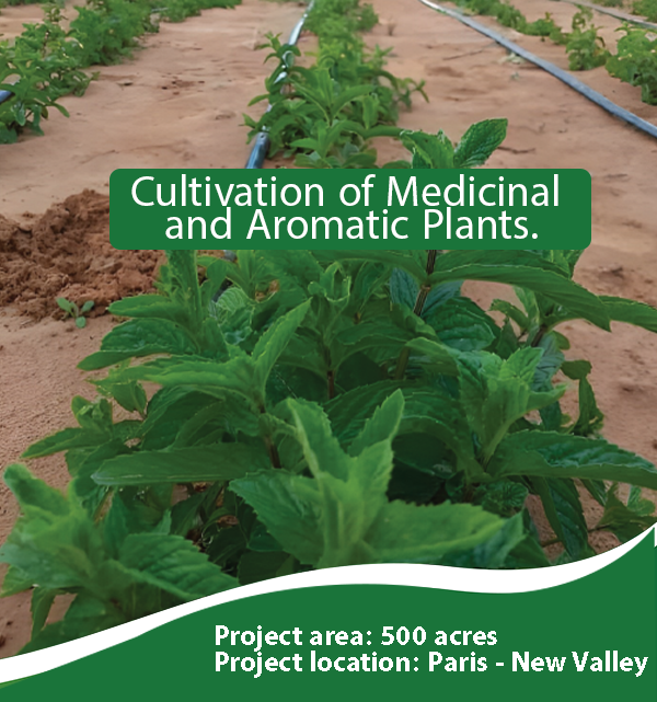 Cultivation of Medicinal and Aromatic Plants.