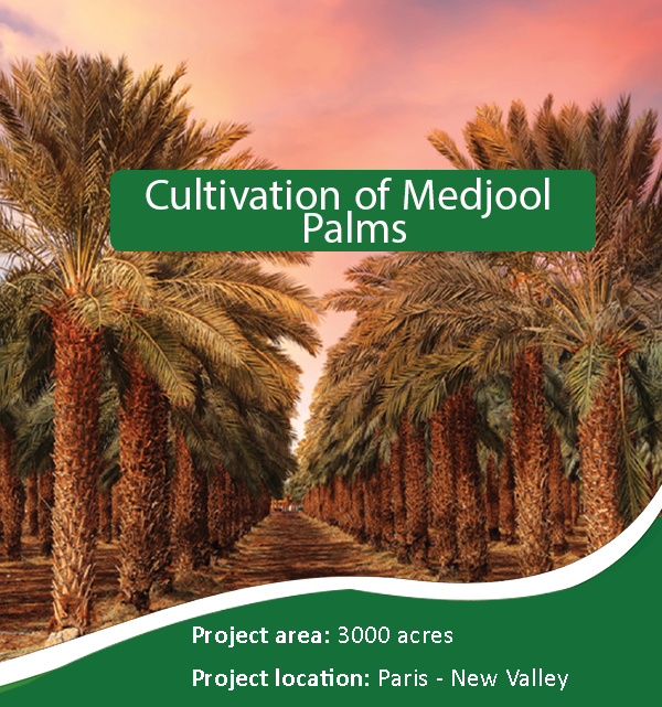 Cultivation of Medjool Palms.