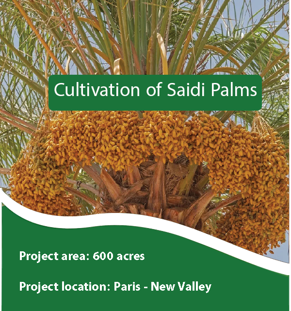 Cultivation of Saidi Palms.