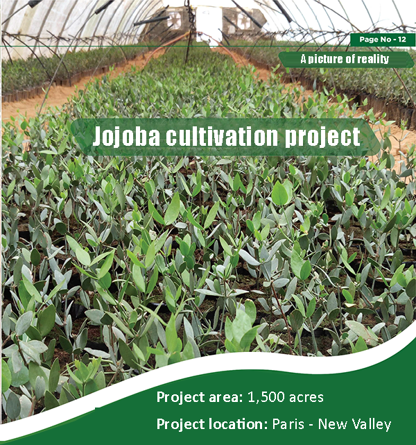 Jojoba is an evergreen wild plant.